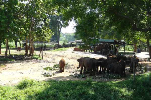 Wildlife & Wilderness Safari