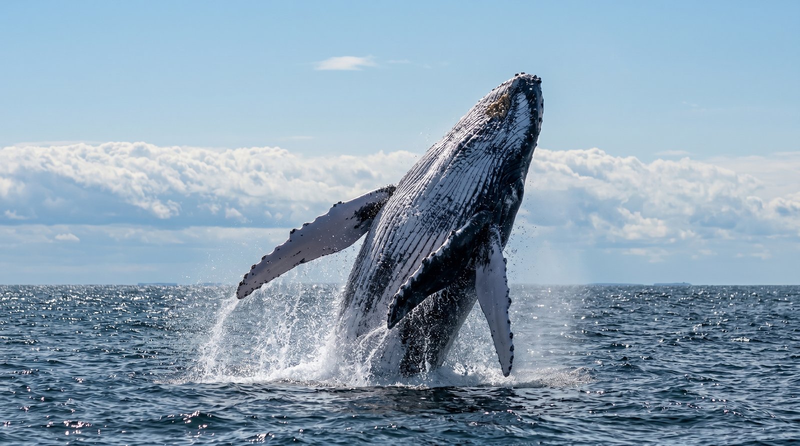 Whale watching